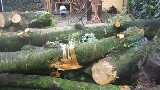 Bomen rooien Beesel